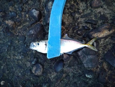 釣れないアジング